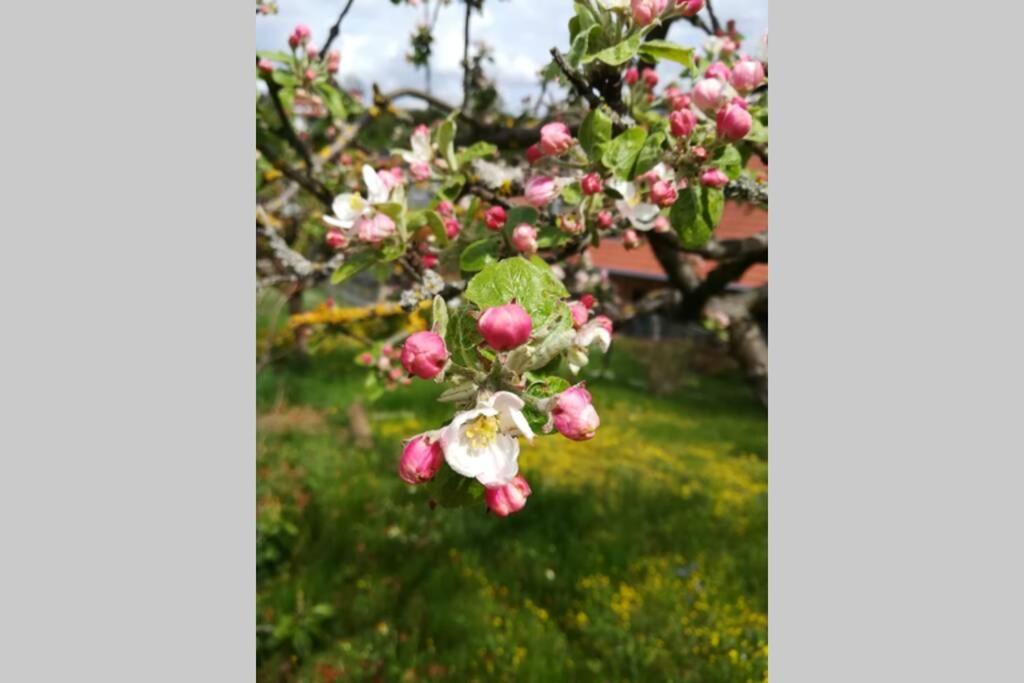 Ferienhaus Zum Kuckuck, Wng 2, Urlaub Im Eichsfeld Kallmerode Luaran gambar